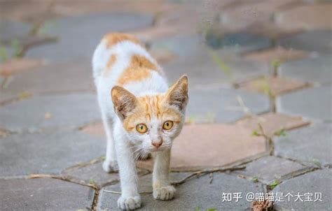 自来猫的预兆|俗话说”猫来穷、狗来富“，家里进猫代表什么预兆？需要注意什么